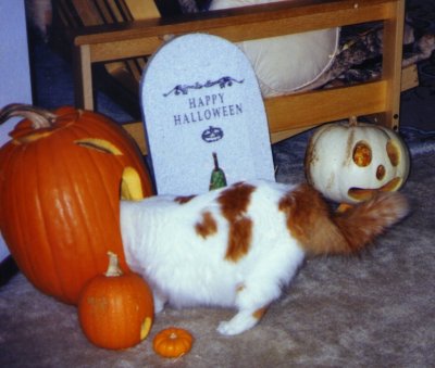 HALP! The pumpkin eatses me!